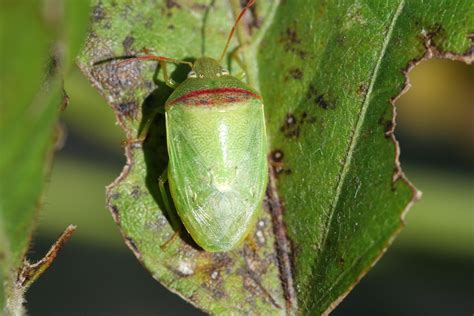 Entomologists sniff out new stink bug to help soybean farmers control ...