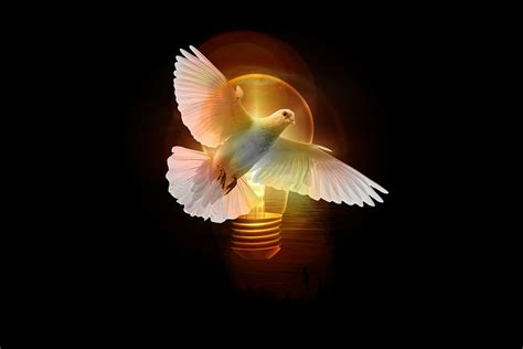 HD wallpaper: dove, light bulb, pentecost, holy spirit, shining, animal ...