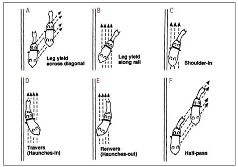 A Brief Review of Dressage Movements Through The Levels