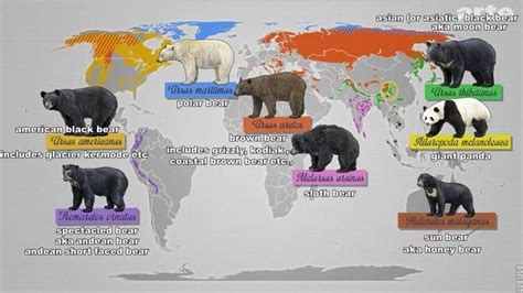 Polar Bear Kodiak Bear Size Comparison at Ruby Najar blog