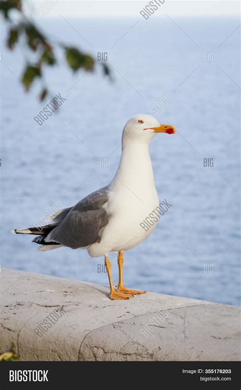 Seagull Sitting On Image & Photo (Free Trial) | Bigstock