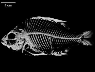 Digimorph - Lepomis macrochirus (Bluegill sunfish)