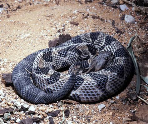 Discover Timber Rattlesnake Bite - Animals Around The Globe