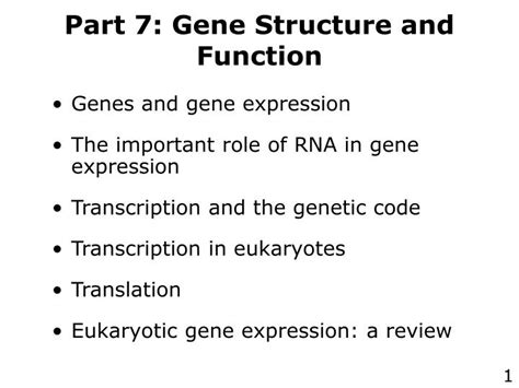 PPT - Part 7: Gene Structure and Function PowerPoint Presentation, free ...