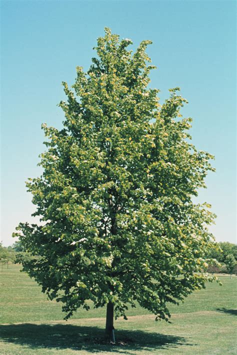 Tilia cordata littleleaf linden - Landscape Ontario