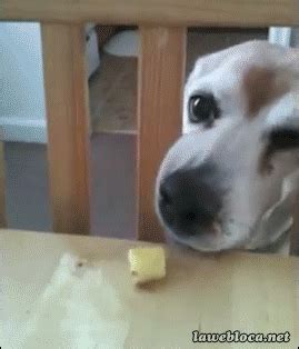 Dog Fail GIF - Find & Share on GIPHY