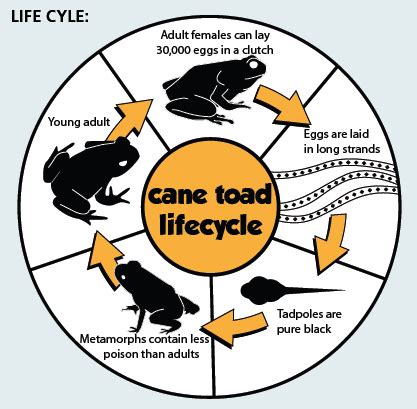 About Cane Toads - cane toads - Bufo marinus