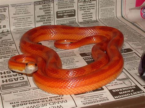 Tips for Breeding Corn Snakes - PetHelpful