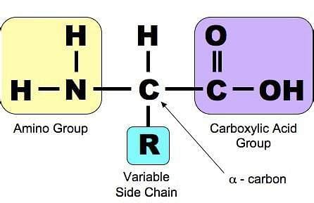 Lysine: Definition, Structure, Uses & Sample Questions