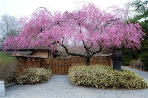 Weeping Flowering Cherry Tree Varieties : Flowering Cherry Trees: Grow ...