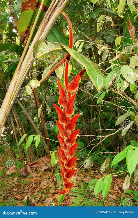 Heliconia Stock Photo - Image: 62854117