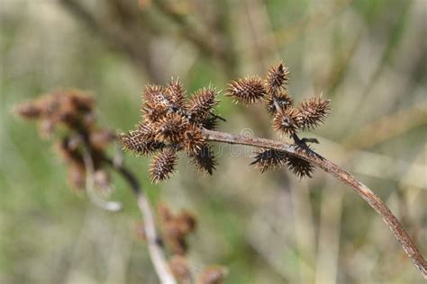 Cocklebur seed stock image. Image of detail, beautiful - 175749909