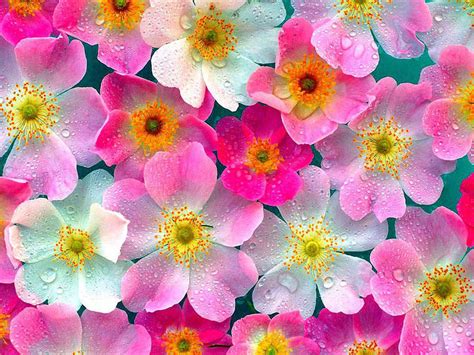 wallpaper: Flowers Wallpapers