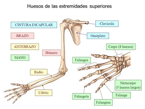 SISTEMA OSEO | Universidad del tolima sistema osteomuscular