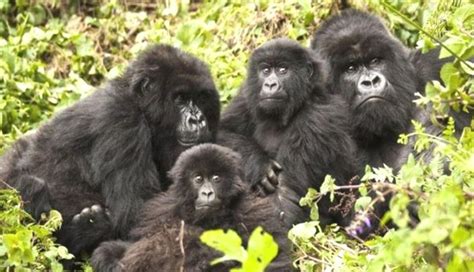 Rwanda Wildlife Safari | Wildlife Rwanda | Rwanda Gorilla Safaris