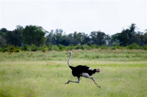 African Ostrich stock photo. Image of grassland, grass - 135283198