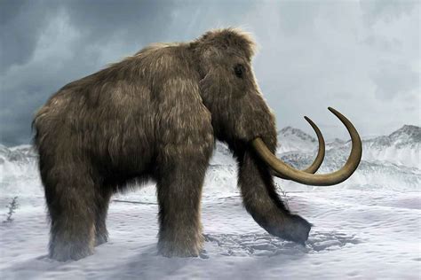 America's last mammoths died of thirst on an Alaskan island | New Scientist