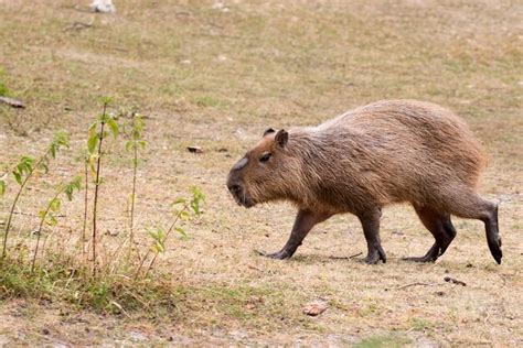 Premium Photo | Capybara in the run in a clearing