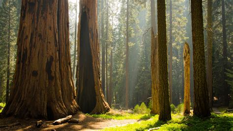 Sequoia National Park Wallpapers - 4k, HD Sequoia National Park ...