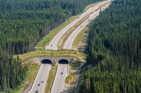 Wildlife Crossings Key to Highway Safety in Banff - discoverAPEGA