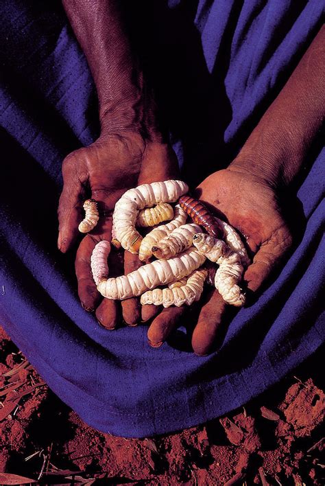 Hands Holding Witchetty Grubs For Eating Photograph by Peter Menzel ...