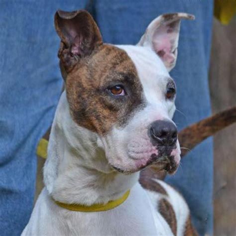 Bristol the Boxer, Pointer Mix | Cute dogs and puppies, Cute dogs, Dogs ...