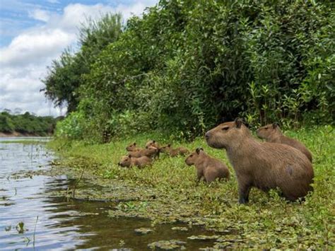 ¿Los capibaras son roedores? Este y 5 datos más sobre los capibaras ...