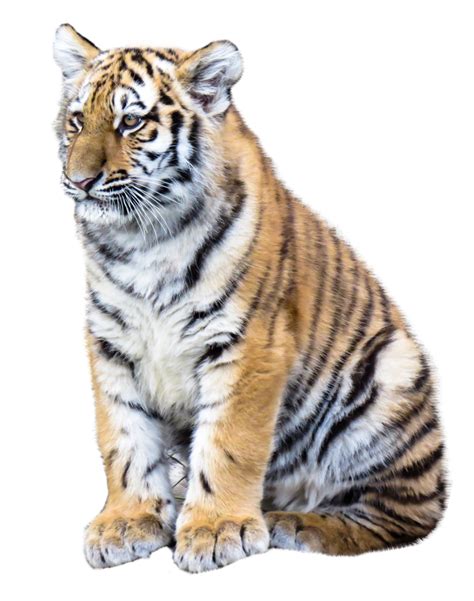 Tiger PNG Image - PurePNG | Free transparent CC0 PNG Image Library