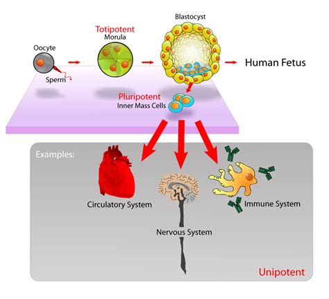 Stem Cells - Definition, Types and Uses | medcaretips.com