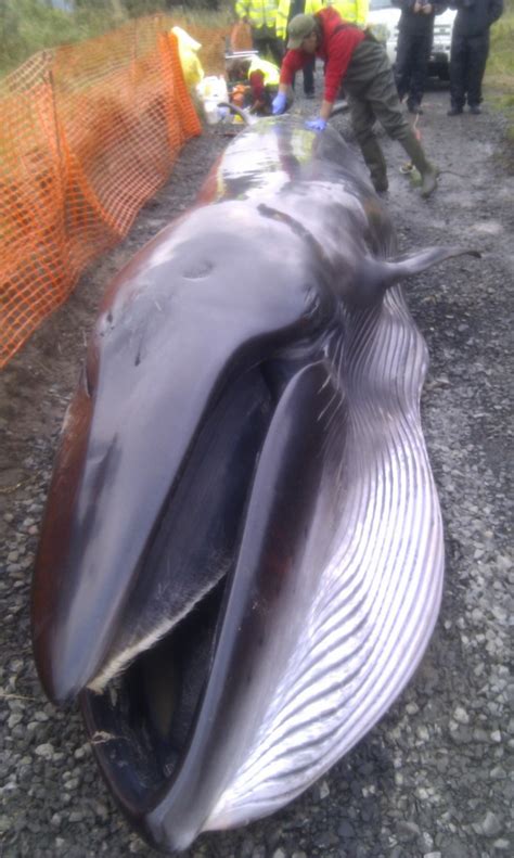 Sei whale stranding in Druridge Bay, Morpeth, Wednesday 26 September ...