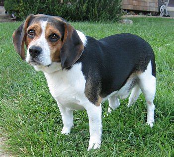 Beaglier (Beagle x Cavalier King Charles Spaniel Mix) Temperament ...