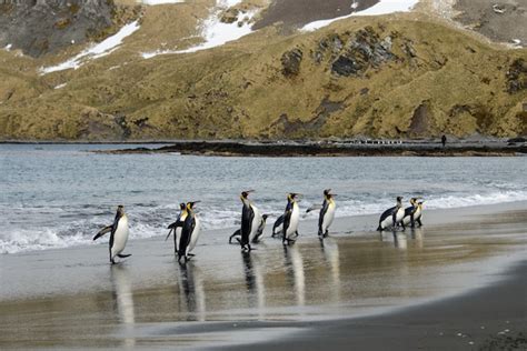 Premium Photo | King penguins on south georgia island