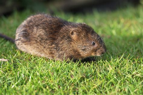 How to get rid of Voles | Got Gophers