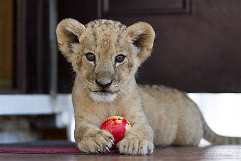 Royalty Free Lion Cubs Playing Pictures, Images and Stock Photos - iStock