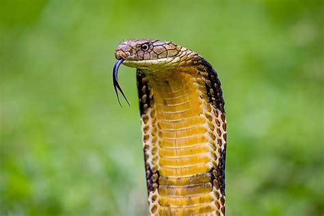 8 Interesting Facts About The King Cobra - WorldAtlas