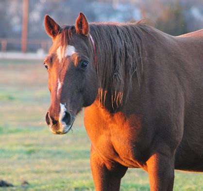 Equine Cushing’s Disease Progression Can be Slowed Down | Equine Chronicle