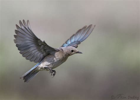 Female Mountain Bluebird Flying