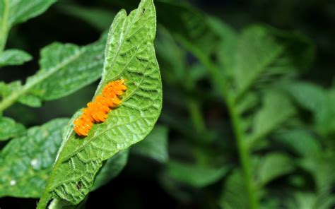 Controlling Potato Beetles - Better Hens & Gardens