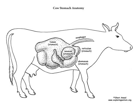 Anatomy Of A Cow's Stomach