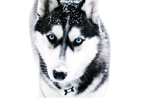 Adult black and white Siberian husky HD wallpaper | Wallpaper Flare