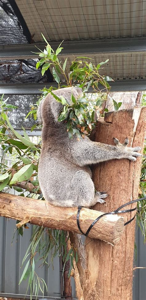 Koala Hospital (Port Macquarie) - All You Need to Know BEFORE You Go ...