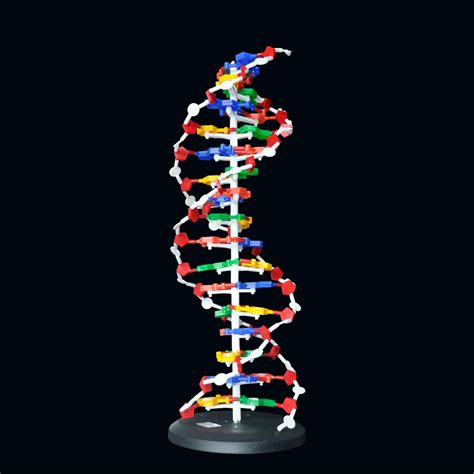 60cm High DNA Double Helix Structure Model Base Pair Genetic Gene ...