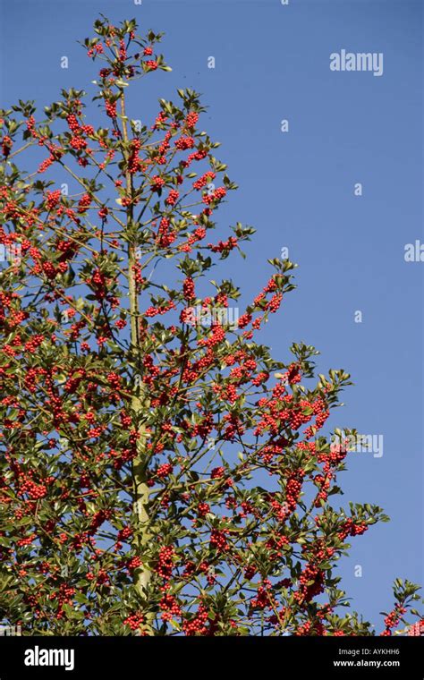 common holly berries Stock Photo - Alamy