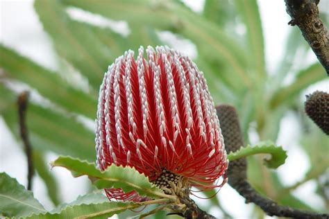 Banksia flowers | Flora