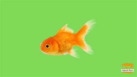 Will Goldfish Eat Snails? - Pet Food Guide