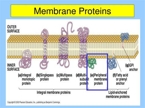 Membrane Proteins Diagram