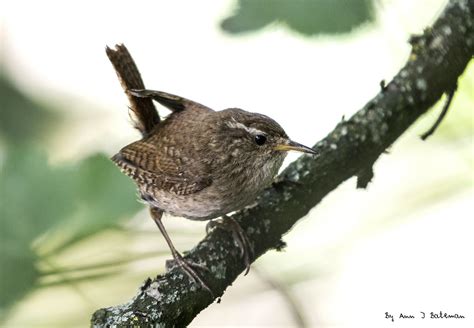 Jenny wren bird - groupsfas