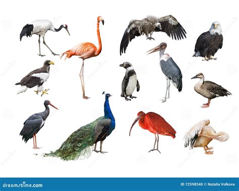 A Collage of Birds from Different Continents Stock Photo - Image of ...