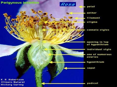 Flower Morphology 2 (updated)