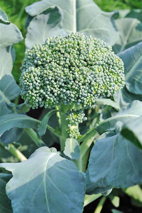 The 10 Best Broccoli Varieties to Grow at Home | Gardeners Path